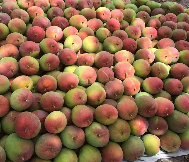 Xoài Úc rớt giá rẻ như cho, chỉ 5.000 đồng/kg - Hình 4 Xoai Uc rot gia re nhu cho, chi 5.000 dong/kg-Hinh-4