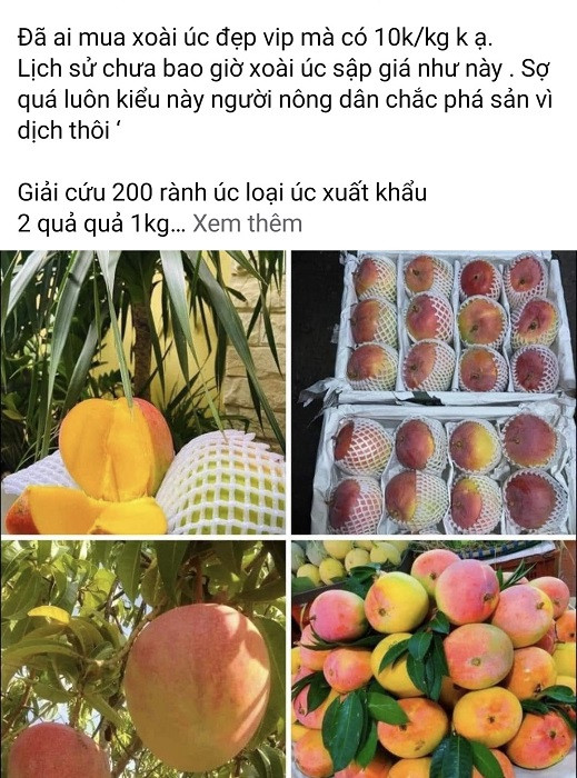 Xoài Úc rớt giá rẻ như cho, chỉ 5.000 đồng/kg - Hình 2 Xoai Uc rot gia re nhu cho, chi 5.000 dong/kg-Hinh-2