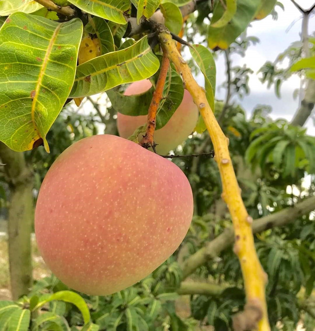 Xoài Úc rớt giá rẻ như cho, chỉ 5.000 đồng/kg - Hình 5 Xoai Uc rot gia re nhu cho, chi 5.000 dong/kg-Hinh-5