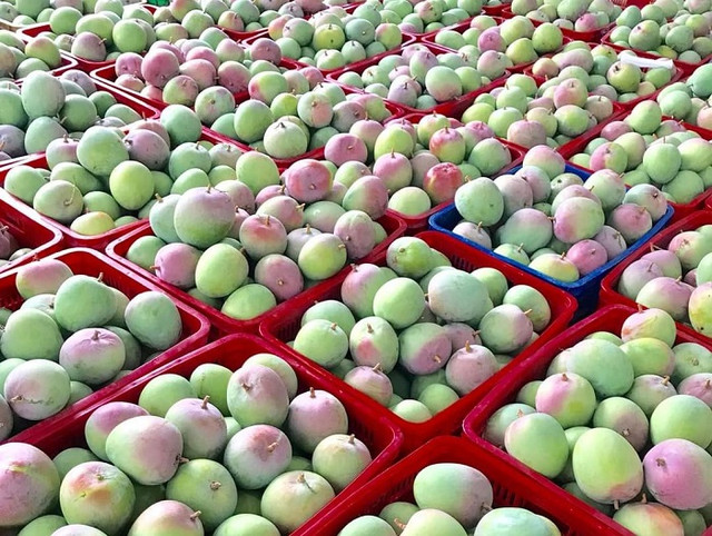Xoài Úc rớt giá rẻ như cho, chỉ 5.000 đồng/kg - Hình 3 Xoai Uc rot gia re nhu cho, chi 5.000 dong/kg-Hinh-3