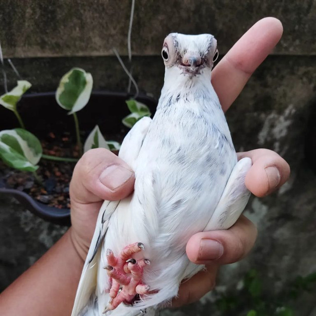 Loài bồ câu quý hiếm có vẻ ngoài giống như người ngoài hành tinh - Hình 2 Loai bo cau quy hiem co ve ngoai giong nhu nguoi ngoai hanh tinh-Hinh-2