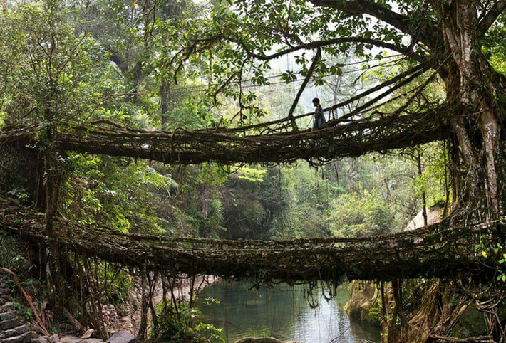 Những cây cầu sống - Cherrapunji, Ấn Độ. Những cây cầu này không quá đáng sợ vì các cây dây leo đan vào nhau rất chắc chắn nhưng bạn sẽ phải thừa nhận rằng ý tưởng phó mặc cuộc sống của mình vào những cái cây thật điên rồ.