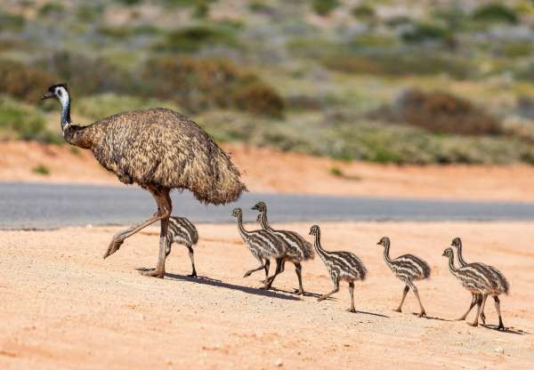 Chim Emu. Đây là giống chim bản địa lớn nhất ở Australia với chiều cao đến 2m, chúng cũng là một tay đua cự phách với tốc độ tối đa là 30m/h.