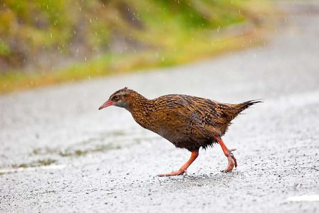 Chim Weka. Loài chim không biết bay này nổi tiếng nóng tính và tò mò. Chúng thường nghe nhiều hơn là nhìn. Và cũng giống như gấu trúc, chim Weka được biết đến với tài ăn trộm thức ăn, sau đó tìm đến một nơi trú ẩn khác để khám phá.