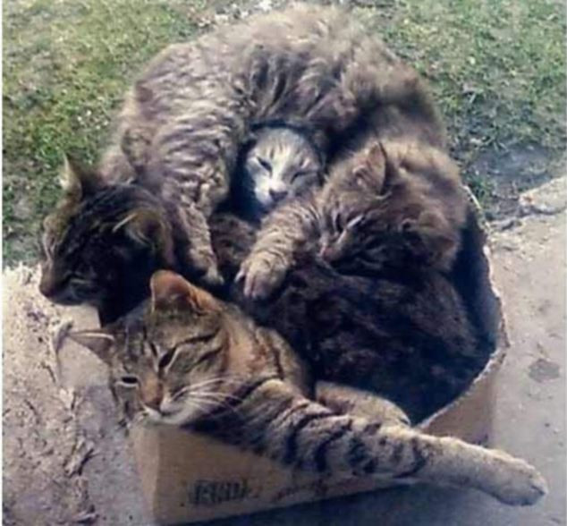 Cả bầy tranh nhau hộp cát tông, tạo ra những tư thế uốn éo rất hài hước.