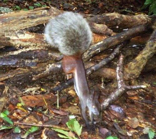 Cá thể sóc ma cà rồng kỳ quái này được phát hiện tại khu rừng trên đảo Borneo thuộc Indonesia, Brunei và Malaysia. Nó có tên khoa học là Rheithrosciurus macrotis.
