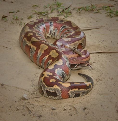 Những con trăn cộc (tên khoa học là Python curtus), là một loài trăn đặc trưng bởi hình dạng ngắn và mập mạp. Loài vật này là loài bò sát quý hiếm, được tìm thấy trong tự nhiên ở Việt Nam.