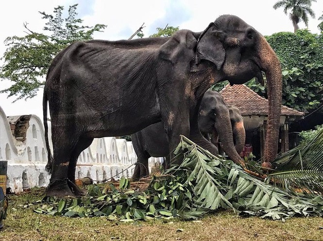 Hình ảnh đáng thương của Tikiiri.