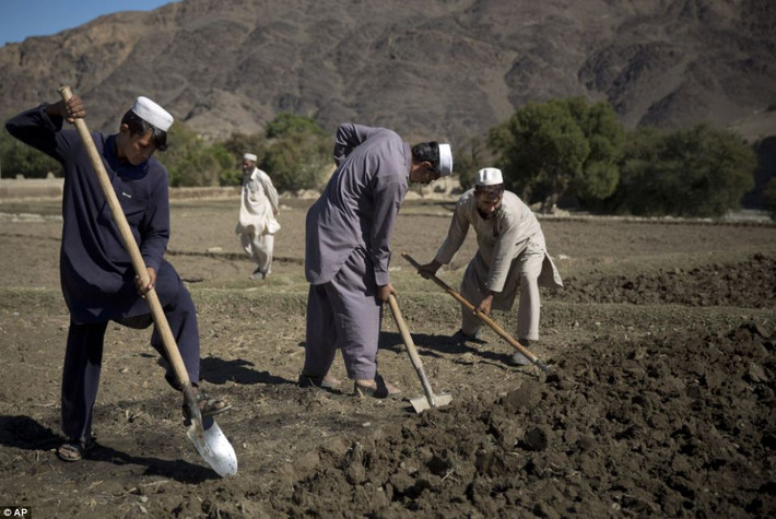 Nông dân làng Cham Kalai, tỉnh Nangarhar, Afghanistan xới đất để chuẩn bị trồng cây anh túc. Diện tích trồng anh túc ở Afghanistan đã tăng 400% năm nay.