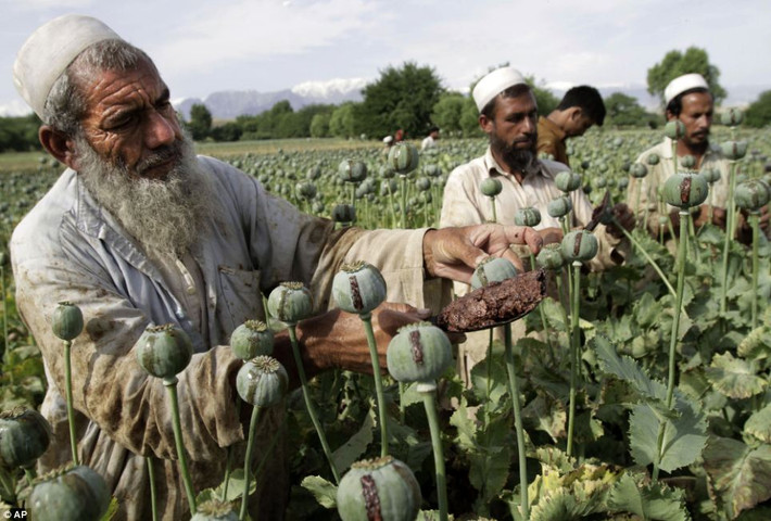 Nông dân Afghanistan thu hoạch trên cánh đồng anh túc.