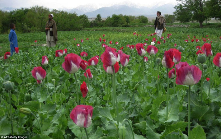 Cánh đồng anh túc mênh mông, tươi tốt ở quận Khogyani, tỉnh Nangarhar.