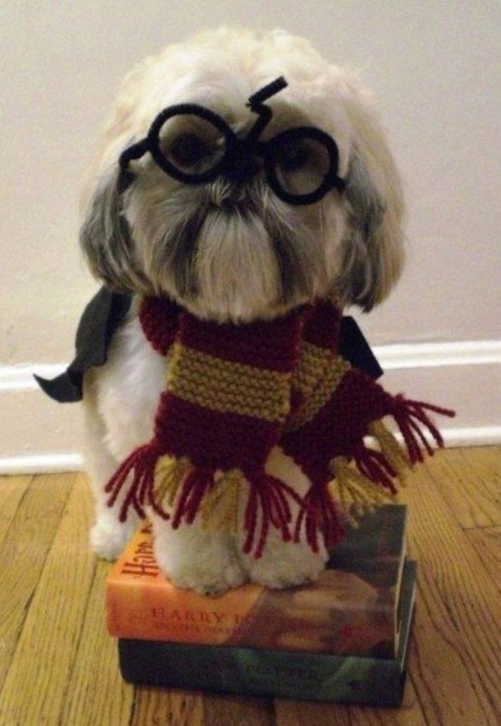 Thú cưng với kính ma thuật trong Harry Potter.