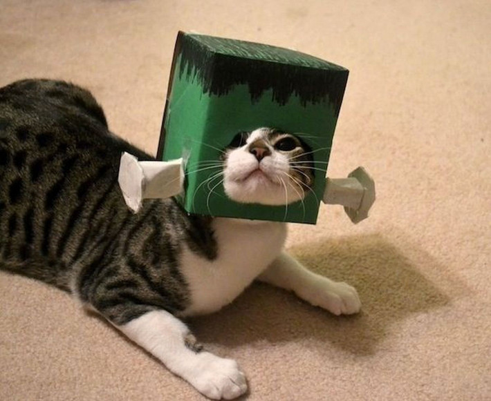 Con mèo với trang phục Halloween kỳ quái, đinh đâm xuyên đầu.
