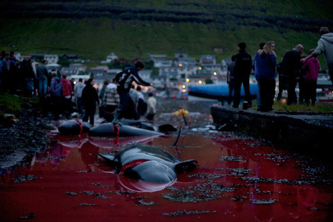 Tuy nhiên, khoảng 48.000 cư dân Faroe vẫn quyết bảo vệ truyền thống văn hóa của họ. Truyền thống săn cá voi trên đảo Faroe đã có từ những năm 1500.
