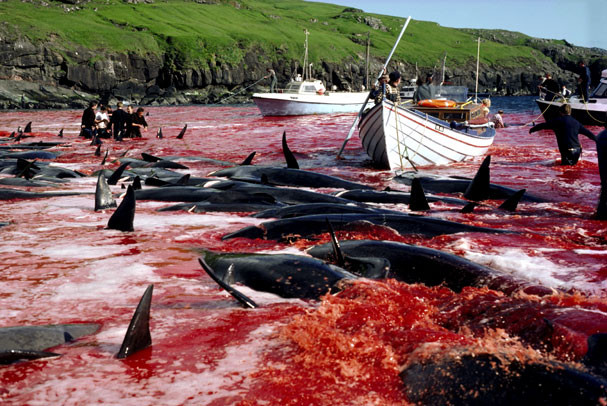 Cơ quan Thú y và Thực phẩm Faroes cảnh báo, dân đảo không nên ăn thịt cá voi hơn một lần/tháng. Còn phụ nữ đang ở độ tuổi sinh đẻ nên tránh ăn loại thịt này hoàn toàn.