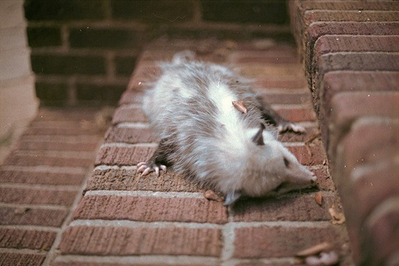 Thú có túi Opossum Bắc Mỹ ngủ trung bình 18 giờ. Tỷ lệ 24 giờ: 75%.