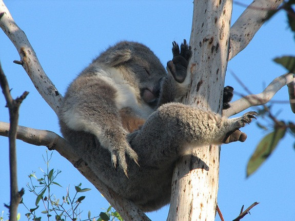 Động vật có thời gian ngủ dài nhất là Koala với thời gian ngủ trung bình là 22 giờ. Tỷ lệ 24 giờ: 91,7% . Koala, hay gấu túi, là một loại thú có túi ăn thực vật sống tại Úc và là loài vật duy nhất hiện còn sống trong họ Phascolarctidae.