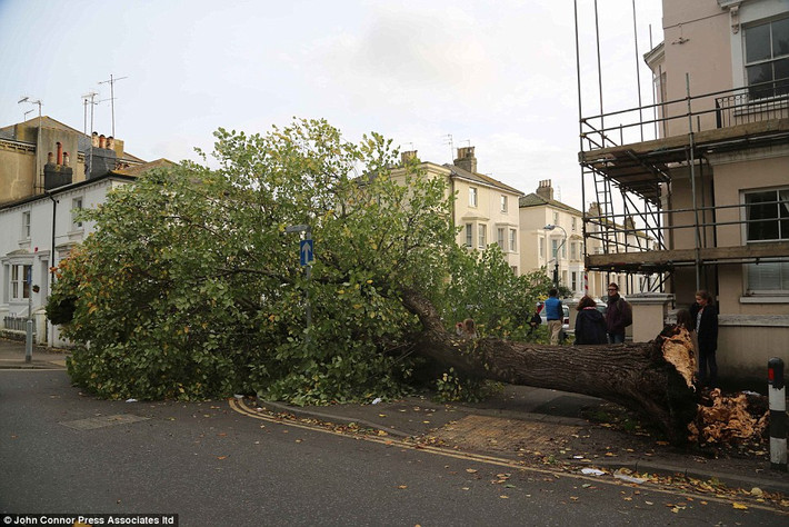 Một cây cổ thụ ở Brighton bị bão giật đổ nằm ngổn ngang trên phố.