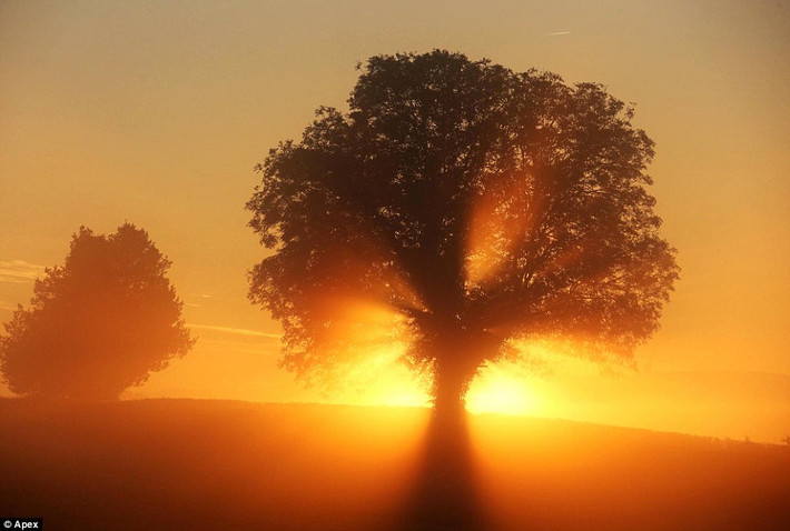 Bình minh huy hoàng trên cánh đồng ở Bruton, Somerset. Mặt trời buông những chùm sáng rực rỡ nhuộm vàng đất trời.