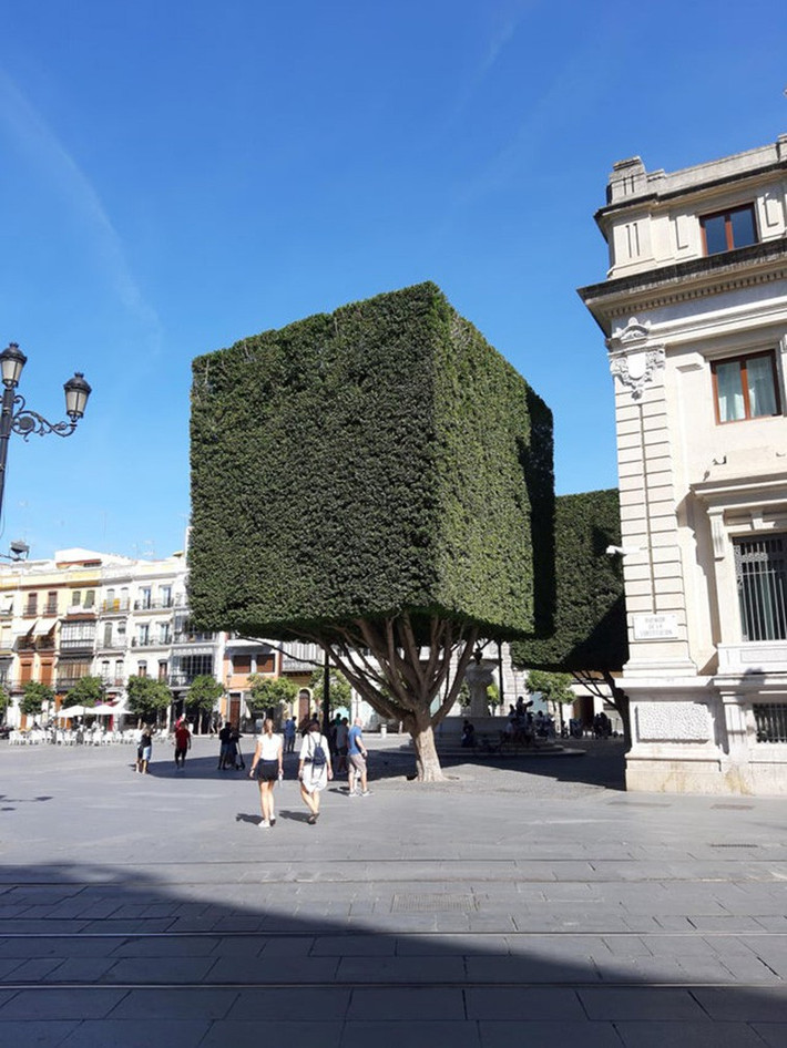 Những cái cây được cắt tỉa thành hình vuông hoàn hảo ở Sevilla, Tây Ban Nha./.
