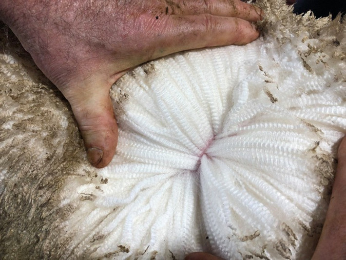 Bức ảnh lạ lùng chụp lớp lông của một chú cừu Merino ở Australia.