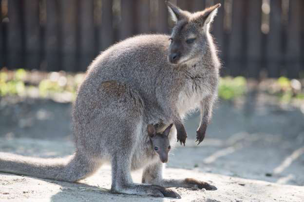 Chú kangaroo nhỏ được mẹ che chở trong chiếc "túi" an toàn ở vườn thú Hoyerswerda, Đức.