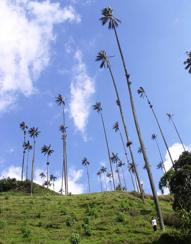 Thung lũng Cocora nằm ở thượng nguồn sông Quindío, con sông chính của khu hành chính Quindío và cũng là lối vào Vườn Quốc gia Los Nevados rộng tới 60.000 km2.