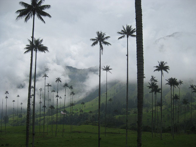 Do nằm ở địa hình cao từ 1.800 m đến 2.400 m so với mặt nước biển, thung lũng Cocora, nơi sinh trưởng của cọ sáp thường được mây bao phủ và được mệnh danh là thung lũng trong mây.