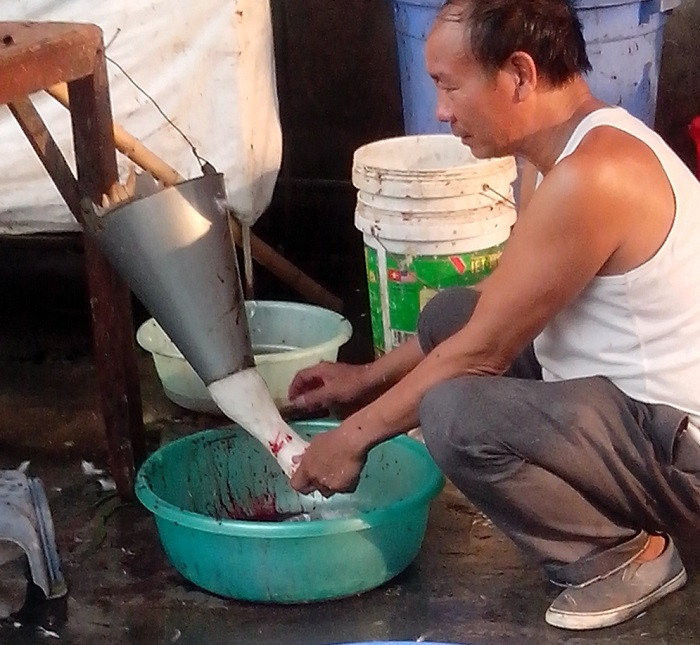Một số điểm khác thì cắt và hãm tiết canh vào cả những chiếc chậu to như thế này.