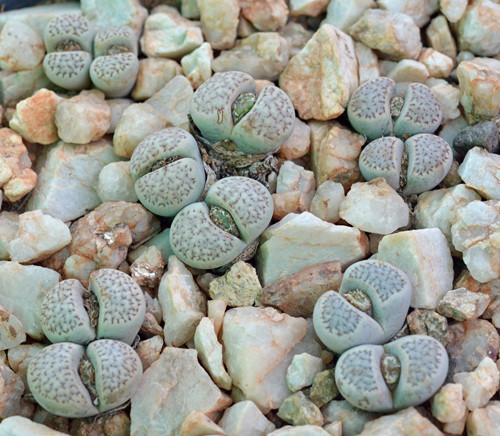Tên khoa học của loài hoa sỏi đá kỳ lạ này là Lithopturbuniformis (listhops nghĩa là đá; opsis nghĩa là hình dạng)đề cập đến hình dạng giống như sỏi đá của loài thực vật nhỏ bé.
