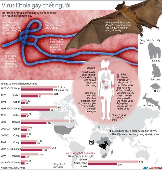 Đánh giá về nguyên nhân khiến dịch Ebola lây lan nhanh chóng ra cộng đồng, PGS.TS Trần Đắc Phu (Cục trưởng Cục Y tế Dự phòng) nhận định. Nguyên nhân khiến dịch tăng nhanh trong thời gian rất ngắn là do: Đặc tính của vi rút Ebola lây nhanh và mạnh. Theo đó, virus được truyền từ động vật sang người, đặc biệt thông qua khỉ và dơi. Sau đó, bệnh có thể truyền từ người sang người trong trường hợp tiếp xúc với máu hay chất lỏng sinh học.
