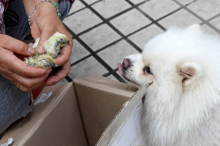 2 quả trứng bỏ quên trong thùng carton nở thành gà con vì nhiệt độ quá nóng.