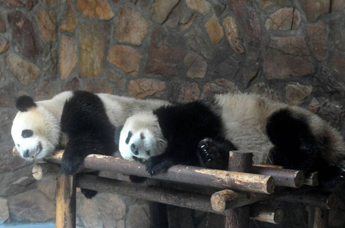 Hai chú gấu trúc nằm nghỉ ngơi trong “nhà nghỉ gấu trúc” được trang bị máy điều hòa nhiệt độ ở Thành Đô, Tứ Xuyên.