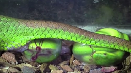 Lúc rắn mẹ mang thai ,nọc độc của nó tập trung nhiều nhất và nó trở nên hung dữ nhất.