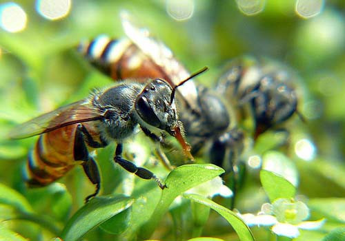 Nếu bạn đi đến một nơi có nhiều ong, tránh dùng nước hoa hoặc mặc quần áo màu sặcsỡ để tránh thu hút ong cũng như các loại côn trùng khác. Ngoài ra, các loại kiến, bọ ve cũng có thể gây ra các phản ứng dị ứng từ nhẹ đến nặng tương tự như ong. Vì vậy, hãy tránh xa tổ của các loài này.