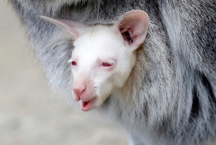 Một chú chuột túi Wallaby mới sinh bị bạch tạng nằm ngoan ngoãn trong chiếc túi an toàn của mẹ tại một vườn thú ở Cộng hòa Séc.
