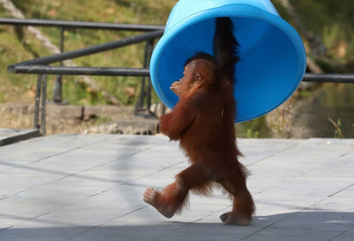 Chú đười ươi tinh nghịch Berani 3 tuổi đến từ Sumatra hiện đang ở sở thú Pairi Daiza tại Brugelette, Bỉ.