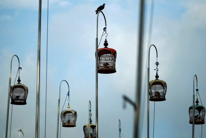 Những chú chim bồ câu trong chuồng tại Câu lạc bộ nuôi chim Kebun Baru ở Singapore./.