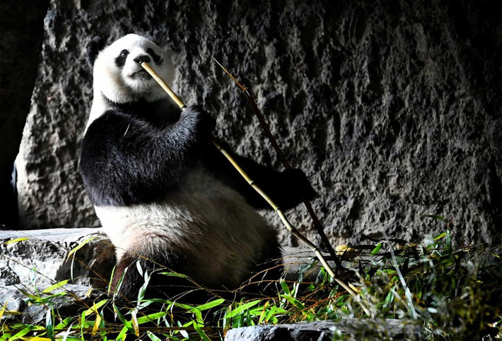Một chú gấu trúc đang thưởng thức bữa trưa trong công viên hoang dã Pairi Daiza ở Brugelette, Bỉ.