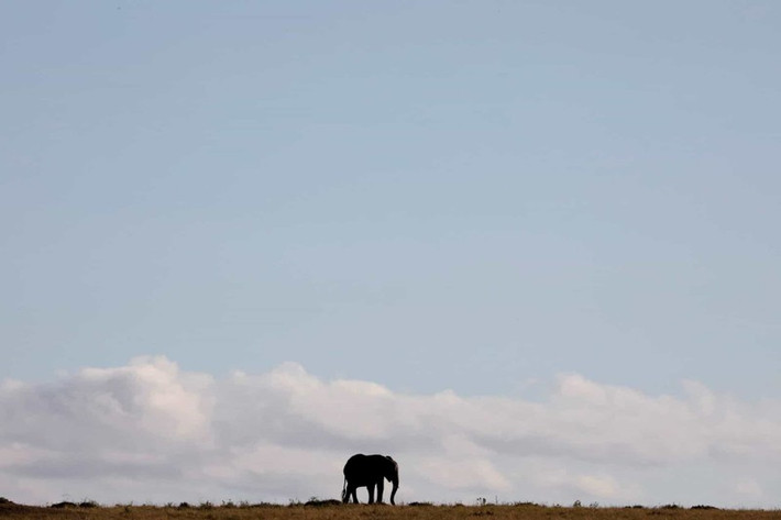 Một chú voi đi dạo trong Khu Bảo tồn Quốc gia Maasai Mara, Kenya.