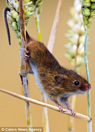 Chú chuột nhào lộn trên cây, khoe dáng nhảy uyển chuyển.