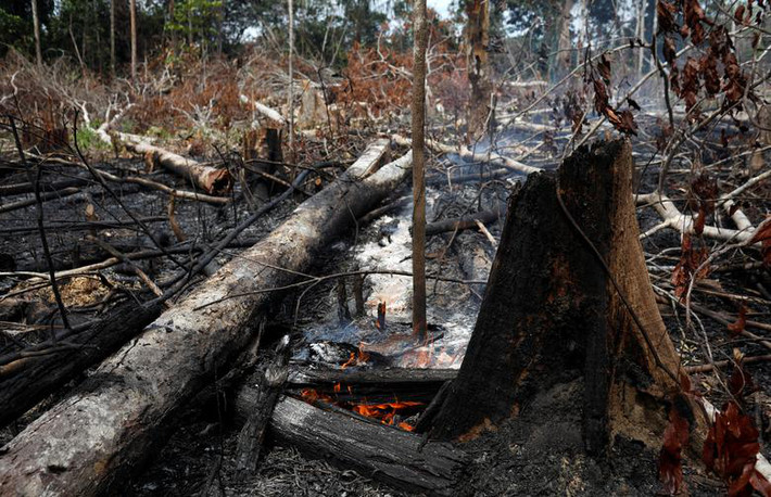 Những cây lớn đổ gục hoặc chết khô sau các vụ cháy rừng ở bang Amazonas, Brazil.