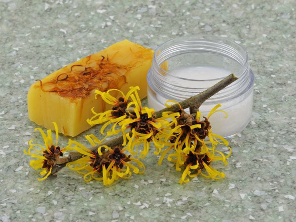 Cây phỉ (Witch Hazel): Tinh dầu cây phỉ chứa chất tannin đặc trị sưng viêm do bỏng nắng. Cây phỉ cũng chứa thành phần giúp làm lành vết thương, nhờ đó giúp giảm đau nhanh chóng.
