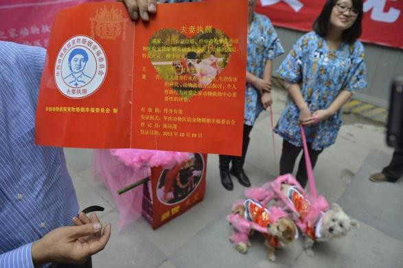 Giấy chứng nhận kết hôn của “cô dâu" chó Lanlan và “chú rể" chó Guaiguai được trưng bày trong đám cưới của họ tại Trung tâm Cứu trợ động vật Thành Đô, tỉnh Tứ Xuyên, ngày 18/10/2013.