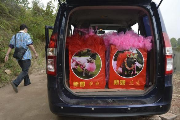 Rồi trong sự kiện động đất thảm khốc ở Tứ Xuyên năm 2008, lực lượng cứu hộ đã tìm thấy Lanlan và Guaiguai đều bị thương ở chân. Cả 2 đã trải qua cảnh "vào sinh ra tử" cùng nhau.