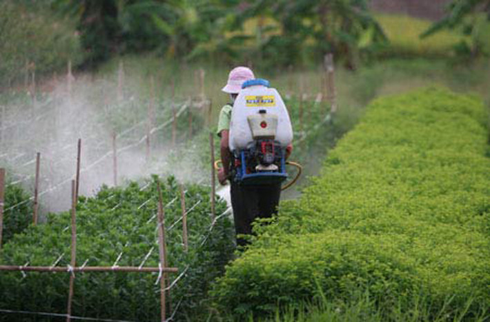 Rau xanh “ngậm” thuốc sâu. Chỉ khi những người làm vườn có lương tâm sử dụng thuốc trừ sâu theo chỉ định thì bạn mới nên nuôi hy vọng rửa sạch. Ngược lại, tiêu thụ loại rau vừa phun thuốc trừ sâu; phân bón, bạn dễ dàng chịu những tác động tiêu cực từ chúng.