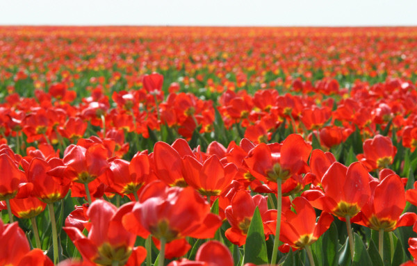Cánh đồng hoa tulip rộng mênh mông, bát ngát tại làng Yantarnoye trên bán đảo Crimea. Đây là cánh đồng hoa tulip rộng nhất trong khu vực Cộng đồng các Quốc gia Độc lập (CIS).
