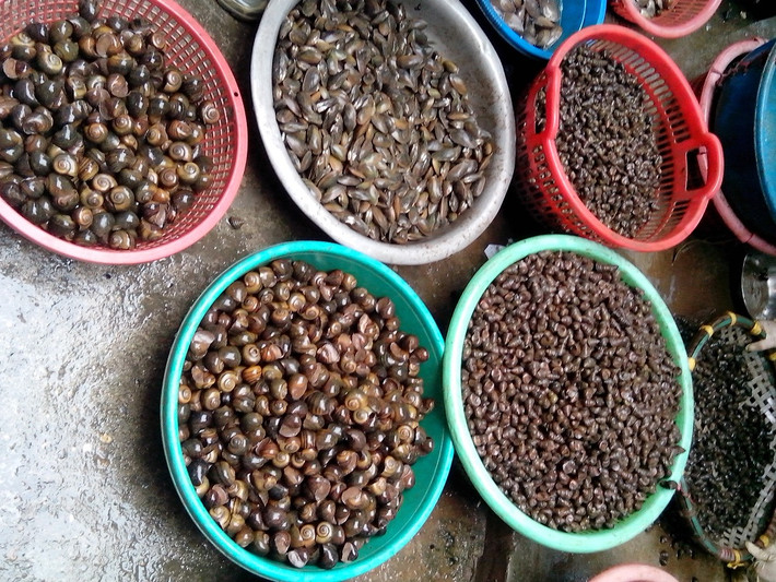 Các loại ốc do sống ở tầng đáy với nhiều lớp bùn đọng “ngấm” kim loại nặng nên tỷ lệ nhiễm cũng không hề nhỏ.