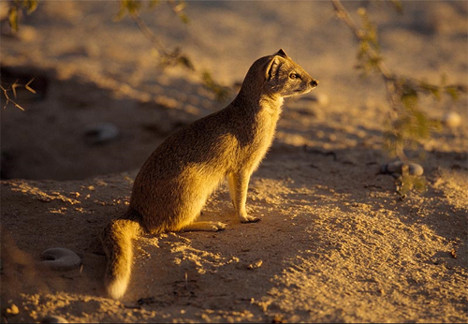 Chồn mongoose là một động vật nhỏ dễ thương và có nhiều người coi như vật nuôi. Tuy nhiên, trong tự nhiên nó là một sát thủ khá đáng sợ, nó ăn tất cả các loại côn trùng và động vật gặm nhấm. Trong thực tế, nó từng tấn công rắn hổ mang và giành chiến thắng.