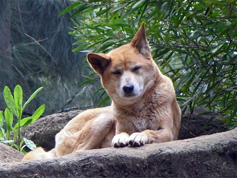 Chó hoang Dingo trông giống như những con chó thuần, nhưng hầu hết mọi người đều nằm lòng câu chuyện huyền thoại về chó dingo đã tấn công và ăn con của một người phụ nữ Úc.